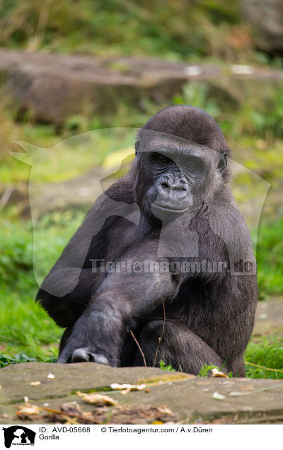 Flachlandgorilla / Gorilla / AVD-05668