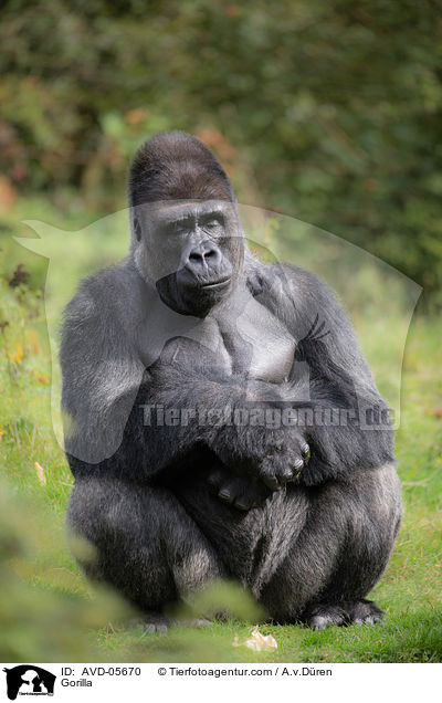 Flachlandgorilla / Gorilla / AVD-05670