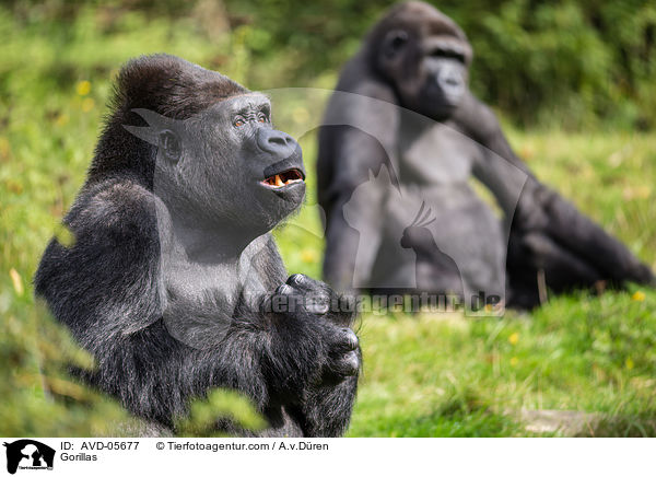 Flachlandgorillas / Gorillas / AVD-05677