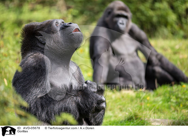 Gorillas / AVD-05678