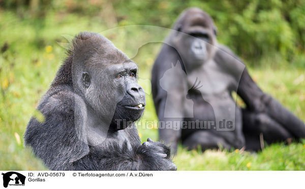 Flachlandgorillas / Gorillas / AVD-05679