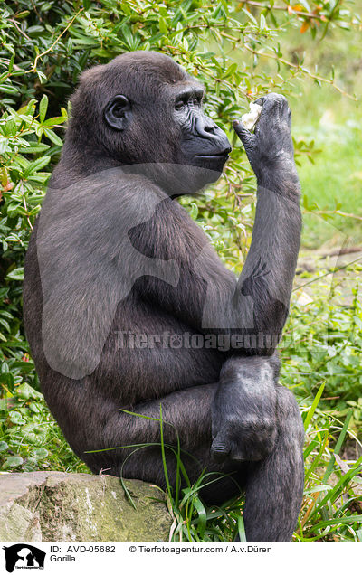 Gorilla / AVD-05682
