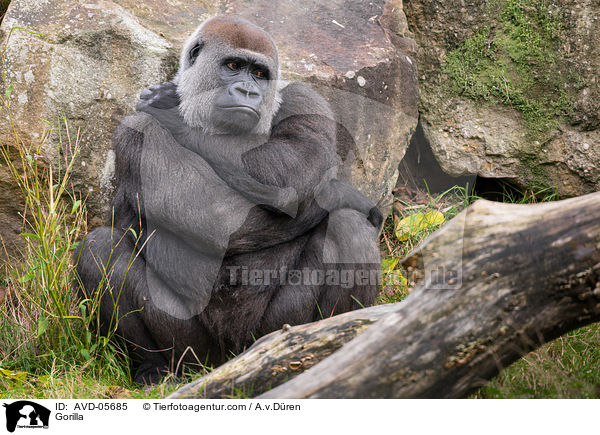 Flachlandgorilla / Gorilla / AVD-05685