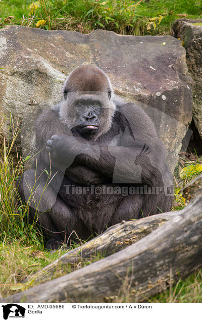 Flachlandgorilla / Gorilla / AVD-05686