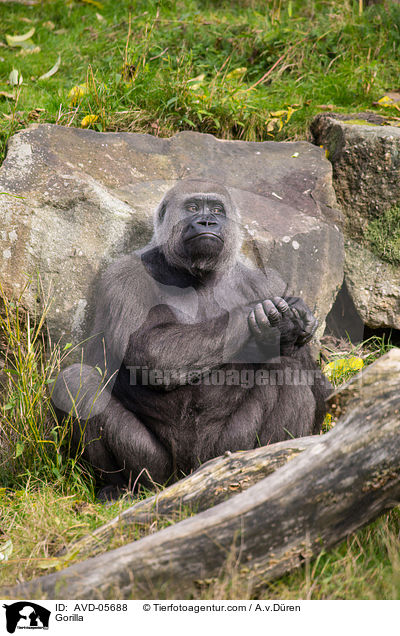 Gorilla / AVD-05688