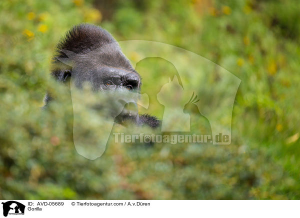 Gorilla / AVD-05689