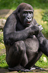 Gorilla