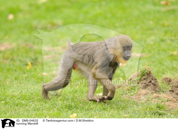 running Mandrill / DMS-04632