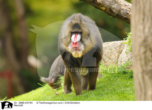 Mandrill / DMS-04794