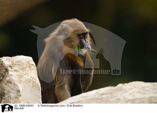 Mandrill / Mandrill / DMS-04803