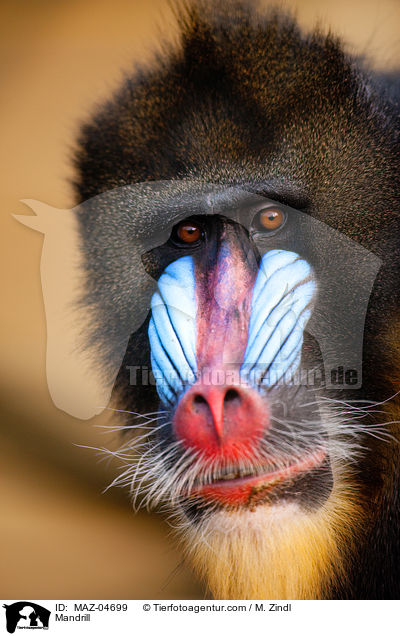 Mandrill / Mandrill / MAZ-04699