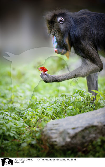 Mandrill / MAZ-05892