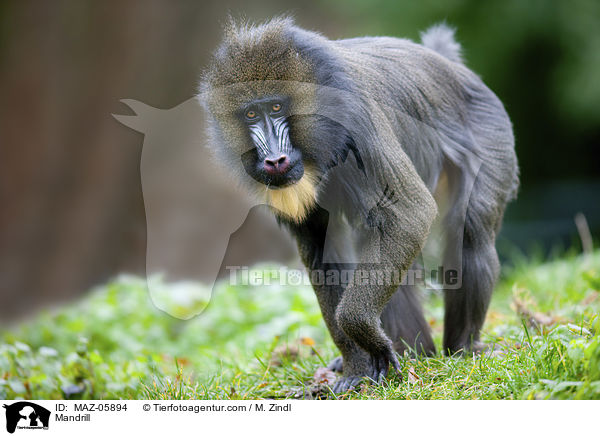 Mandrill / MAZ-05894