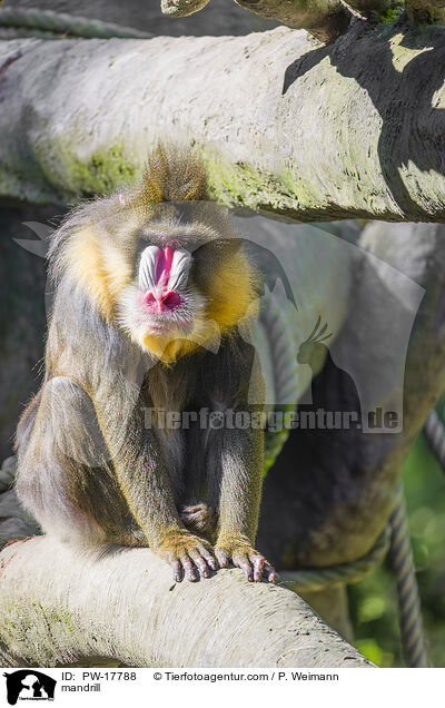 Mandrill / mandrill / PW-17788