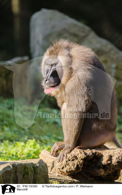 Mandrill / Mandrill / PW-19390