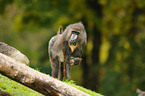 Mandrill