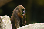 Mandrill