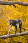 walking Mandrill