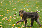 walking Mandrill