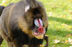 Mandrill