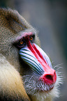 Mandrill