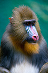 Mandrill