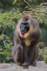 Mandrill