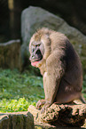 Mandrill