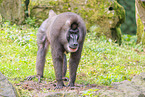 Mandrill