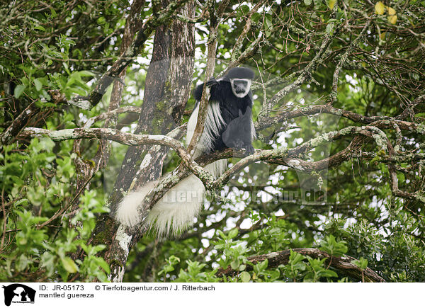 mantled guereza / JR-05173