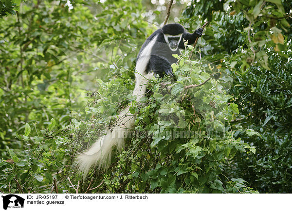 mantled guereza / JR-05197