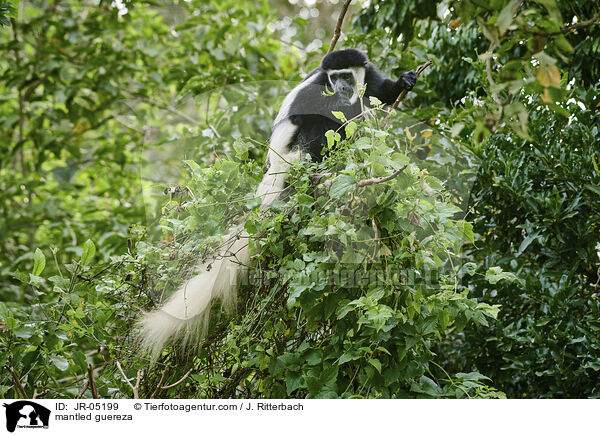 mantled guereza / JR-05199