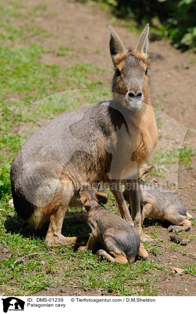Patagonian cavy / DMS-01239