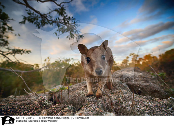 stehendes Mareeba-Felsknguru / standing Mareeba rock wallaby / FF-08813