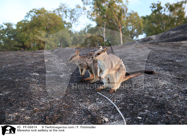 Mareeba rock wallaby at the rock / FF-08814