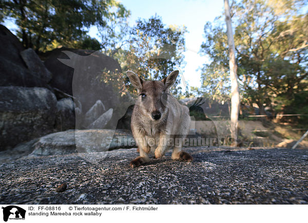 stehendes Mareeba-Felsknguru / standing Mareeba rock wallaby / FF-08816