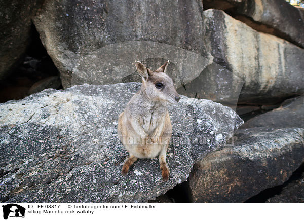 sitting Mareeba rock wallaby / FF-08817