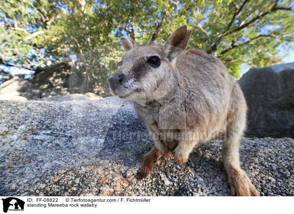 stehendes Mareeba-Felsknguru / standing Mareeba rock wallaby / FF-08822