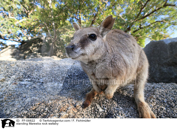 standing Mareeba rock wallaby / FF-08822