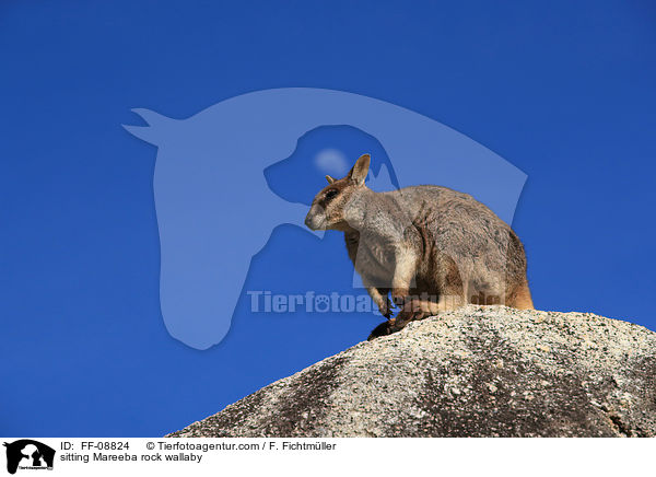 sitting Mareeba rock wallaby / FF-08824