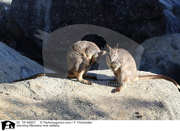 standing Mareeba rock wallaby / FF-08827