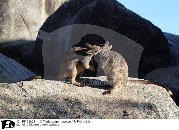 standing Mareeba rock wallaby / FF-08828