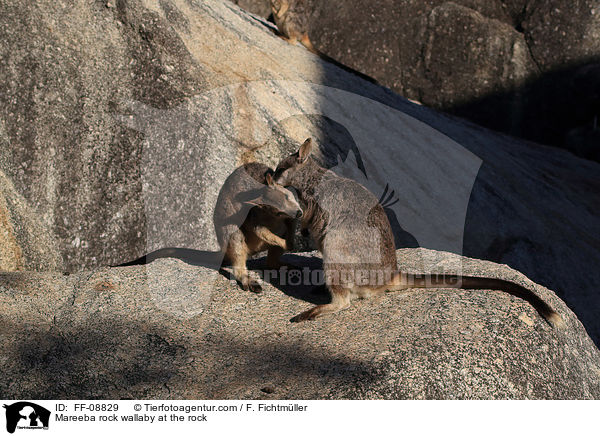 Mareeba rock wallaby at the rock / FF-08829