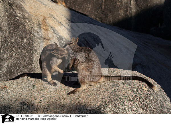 standing Mareeba rock wallaby / FF-08831