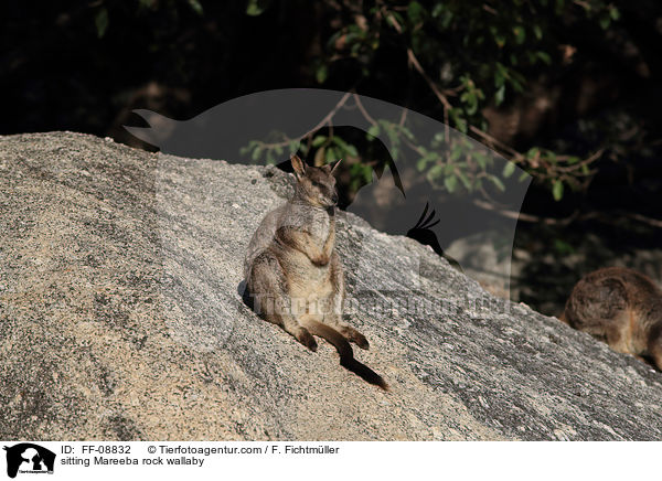 sitting Mareeba rock wallaby / FF-08832