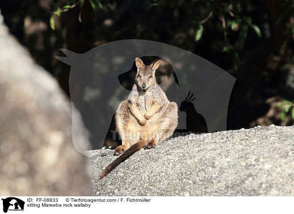 sitting Mareeba rock wallaby / FF-08833