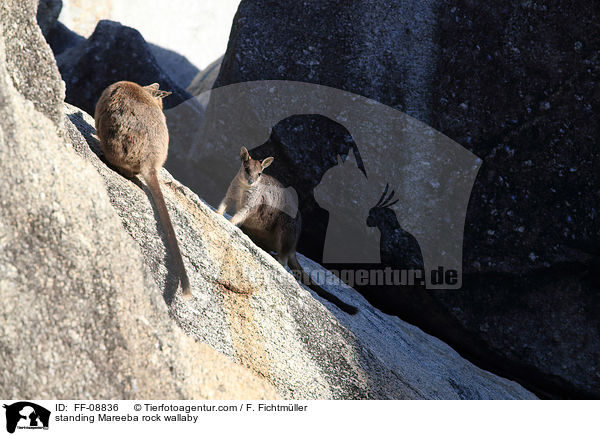 standing Mareeba rock wallaby / FF-08836