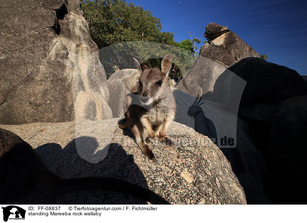 standing Mareeba rock wallaby / FF-08837