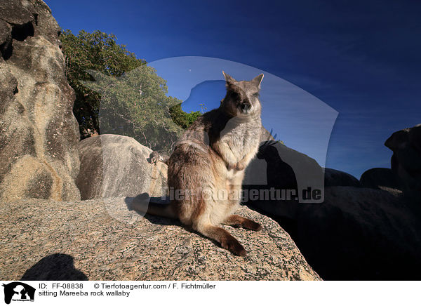 sitting Mareeba rock wallaby / FF-08838