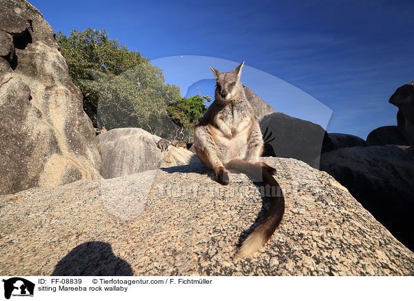 sitting Mareeba rock wallaby / FF-08839